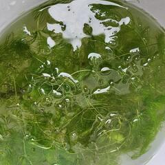 水草　マツモ　約100gの画像