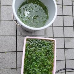 水草　マツモ　約100gの画像