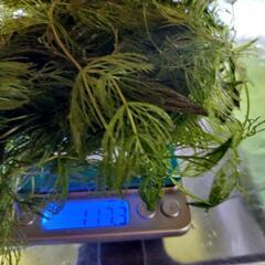 水草　マツモ　約100gの画像