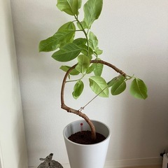 観葉植物　フィカス アルテシーマ　の画像
