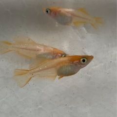 🌸プラチナ牡丹3匹セット🌸の画像