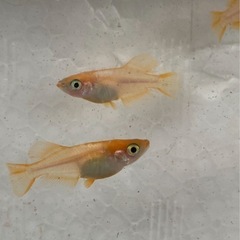 🌸プラチナ牡丹3匹セット🌸の画像