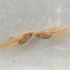 🌸プラチナ牡丹3匹セット🌸の画像