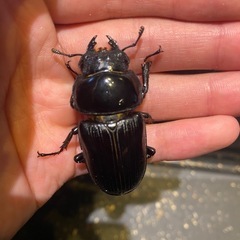 オオクワガタ　GORDON-R血統　♀2匹の画像