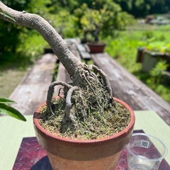 運気アップ⤴️祖父👴の盆栽セール中❣️縮緬カズラ　盆栽🪴の画像
