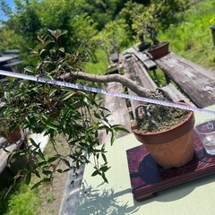 運気アップ⤴️祖父👴の盆栽セール中❣️縮緬カズラ　盆栽🪴の画像