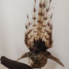 剥製 キジ（雉） 飾り台付きの画像