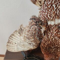 剥製 キジ（雉） 飾り台付きの画像