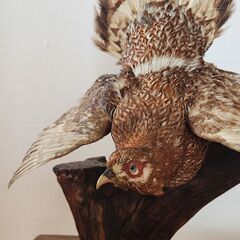 剥製 キジ（雉） 飾り台付きの画像