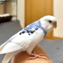 セキセイインコのエルくん