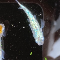 お盆特価★メダカ★白斑サファイアの画像