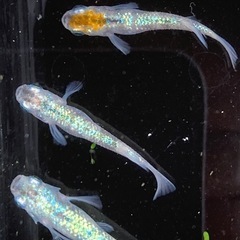 お盆特価★メダカ★白斑サファイアの画像