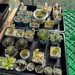 エケベリア系まとめ売り 多肉植物セットの画像