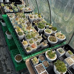 エケベリア系まとめ売り 多肉植物セットの画像