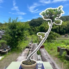 サービス品🌈祖父👴の盆栽🪴　杜松　ネズミサシの画像