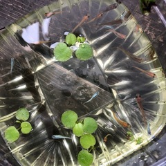 メダカ水草セットの画像