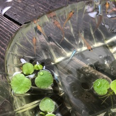メダカ水草セットの画像