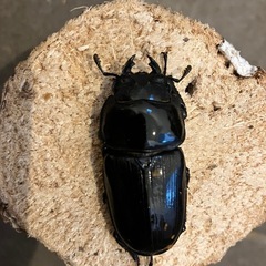 奈良輪川西　オオクワガタ　ペア　オス71mm   メス50mmの画像