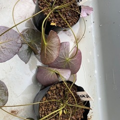 🌸亜属間交配種睡蓮（ヴィオリシャス ）1ポット（メダカサービス）の画像