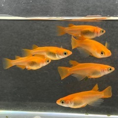 【現物投稿】紅帝メダカ 3ペア ［メダカ・めだか］の画像