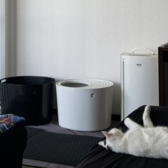 猫トイレの画像