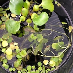 メダカ水草セットの画像