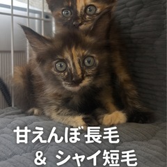 🌸甘えんぼ長毛＆シャイ短毛🐾生後2カ月サビ柄姉妹