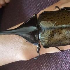 ヘラクレスリッキー  ペア 成虫の画像