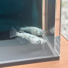 メダカ（レックウザ）の画像