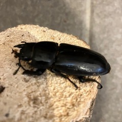 国産オオクワガタ　ペア　あげますの画像