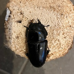 国産オオクワガタ　ペア　あげますの画像