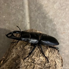 国産オオクワガタ　ペア　あげますの画像