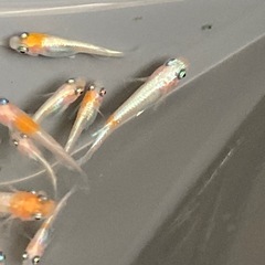 お盆特価★メダカ★ダイアナ妃の画像