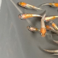 お盆特価★メダカ★ダイアナ妃の画像