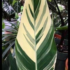 🉐セール！🌿ラスト6株！シュトゥットガルト苗の画像