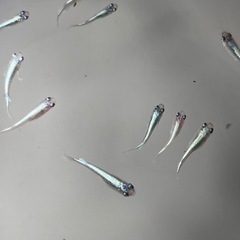 (伊勢宮メダカ) 高級メダカ　菊銀ブルー　菊間メダカ直系　30匹の画像