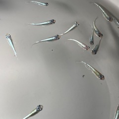 (伊勢宮メダカ) 高級メダカ　菊銀ブルー　菊間メダカ直系　30匹の画像