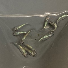 お盆特価★メダカ★白斑サファイアの画像