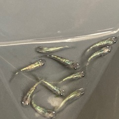 お盆特価★メダカ★白斑サファイアの画像