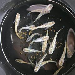 ★めだか〜ラメミックス　画像の全て！の画像
