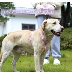 Maychanメイチャン 防水ハーネス 水 油や摩耗に強い 中型犬 首輪 リード 調節可能 軽量 防臭 (L, ライトブルー)の画像