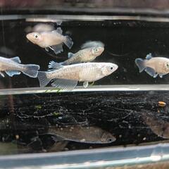 🉐★めだか〜マリアージュキッシングロングフィン　若魚オス2・メス3の画像