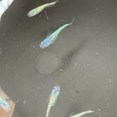取り引き中　　 🌸ネプチューン若魚5匹セット🌸オスメスいますの画像