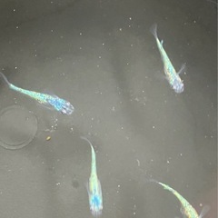 取り引き中　　 🌸ネプチューン若魚5匹セット🌸オスメスいますの画像