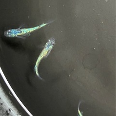 取り引き中　　 🌸ネプチューン若魚5匹セット🌸オスメスいますの画像