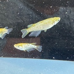 メダカ ラメ王 2ペアの画像