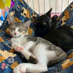 in岡崎市☆子猫がいっぱい☆保護猫達を暖かいオウチに迎えよう☆2...