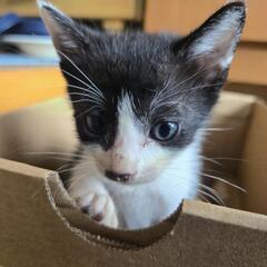 仔猫の里親さん募集