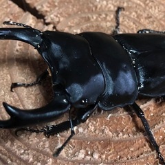 国産オオクワガタ　カブトムシ　ノコギリ　ミヤマクワガタ
　ヒラタの画像