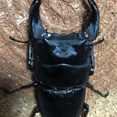 国産オオクワガタ　カブトムシ　ノコギリ　ミヤマクワガタ
　ヒラタの画像